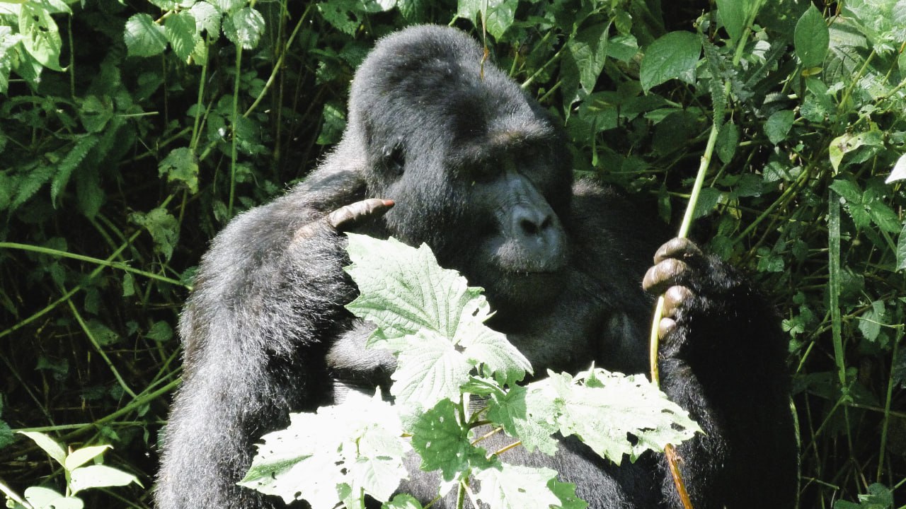 Il mio parente è un gorilla Il mio parente è un gorilla