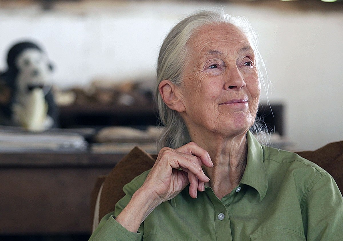 Jane Goodall, l'eretica della scienza