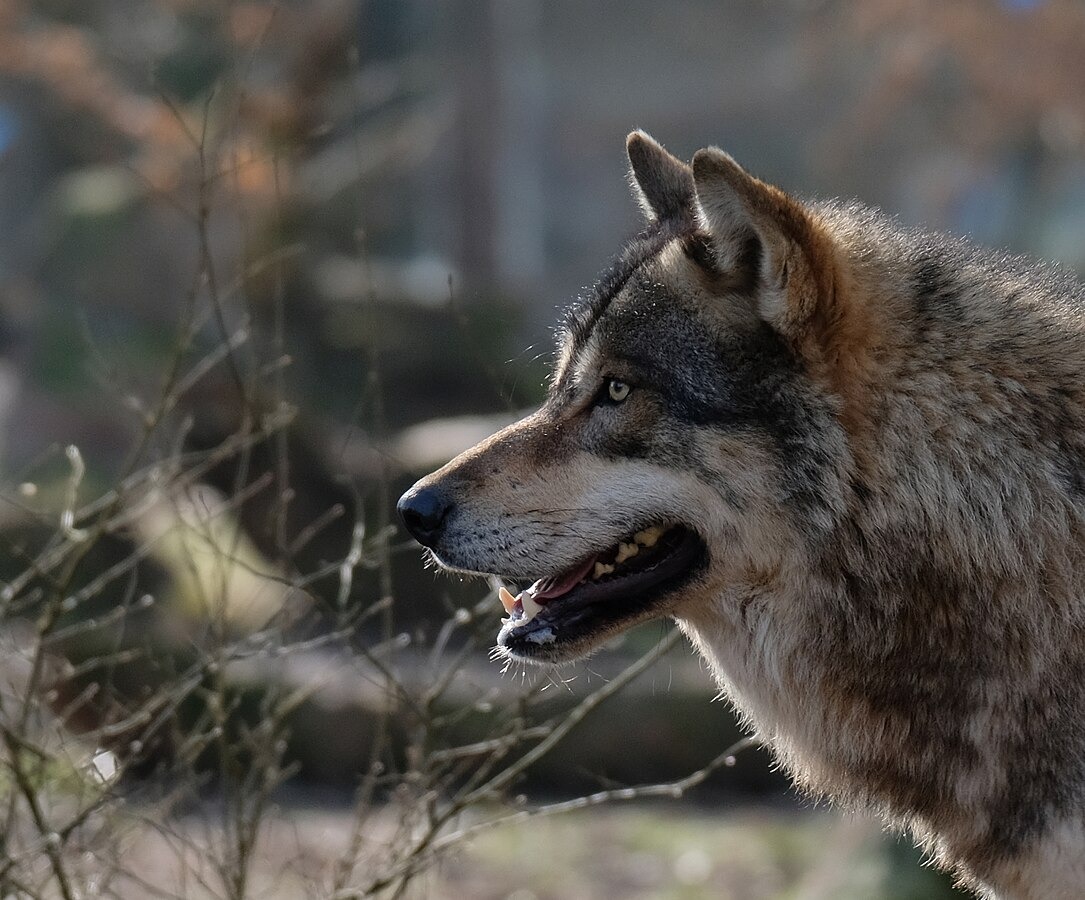 Il lupo, nuovo vicino di casa